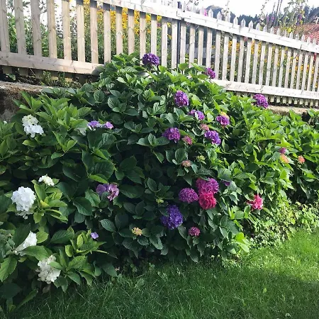 Jonuscheit Apartament